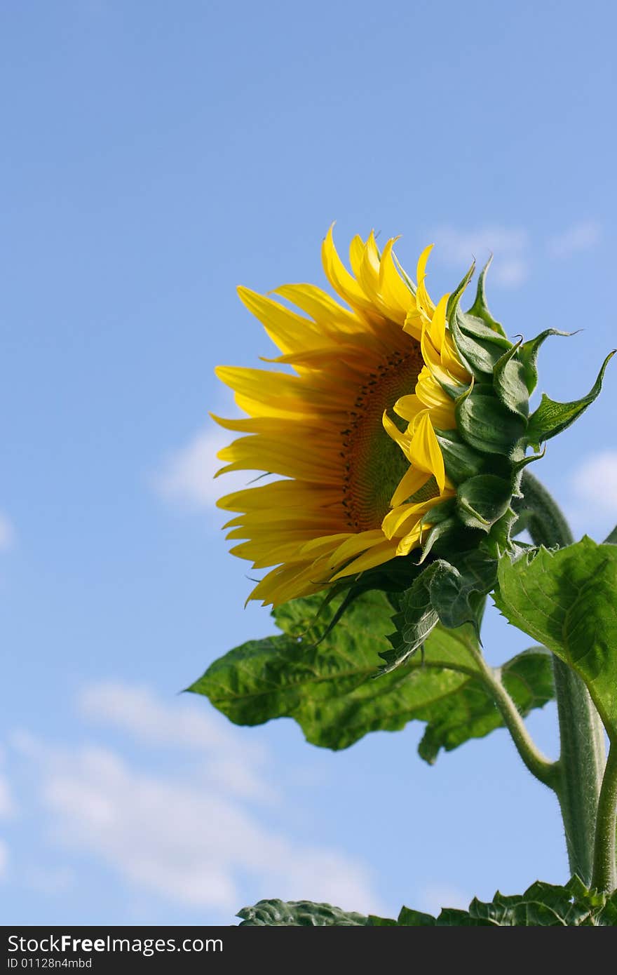 Golden Sunflower