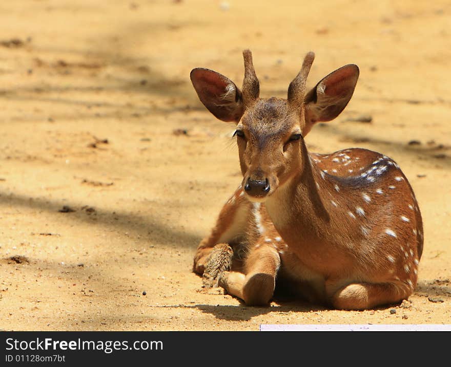 Spotted deer sitting and looked so innocent