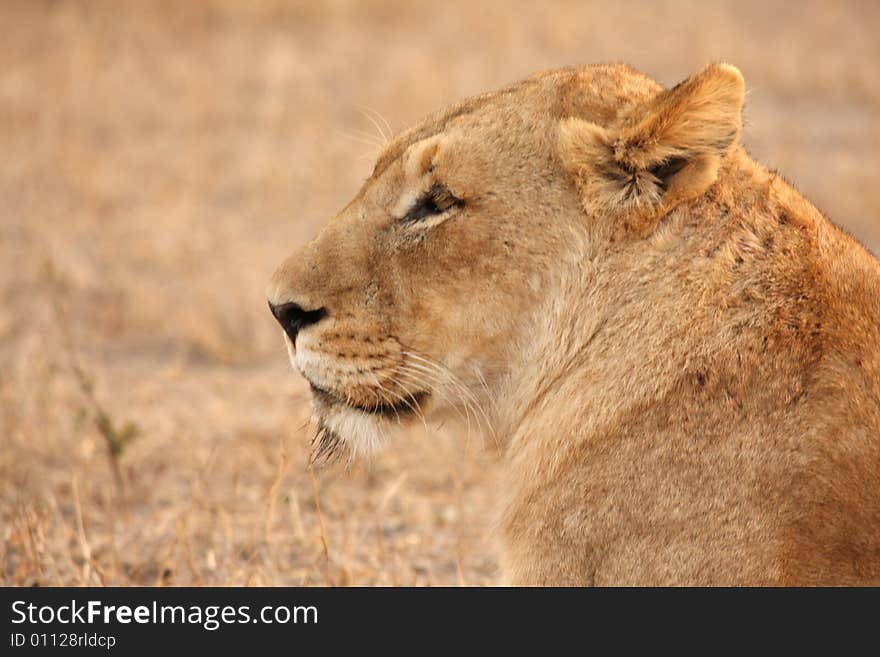 Lioness in Sabi Sands