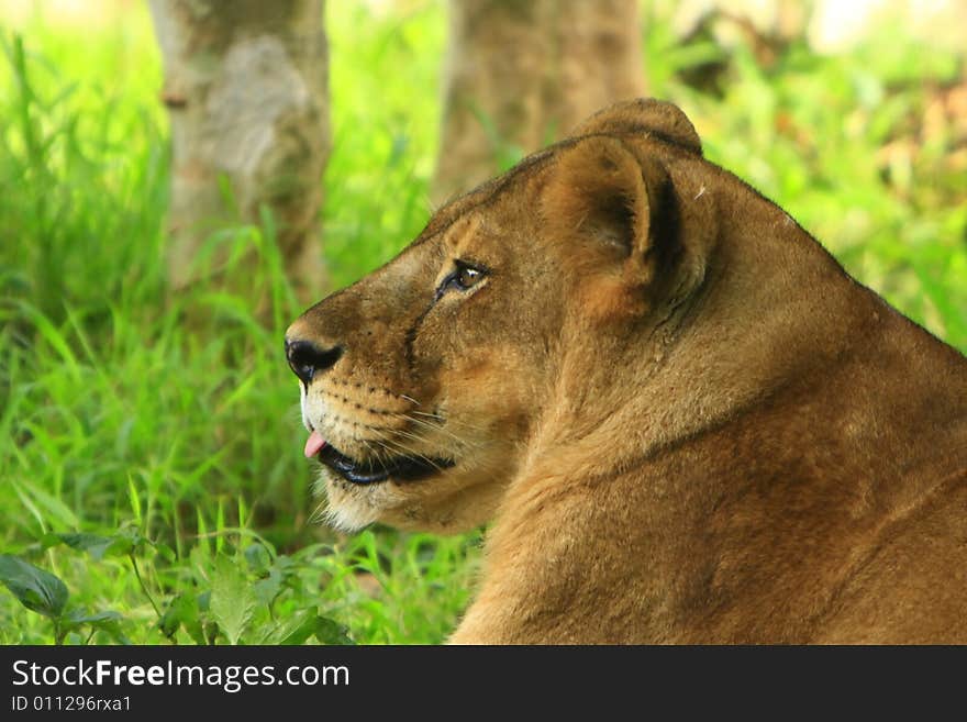 Lioness is looking in late afternoon, the gloden glow of sunlight enhanced glamour of the charismatic face