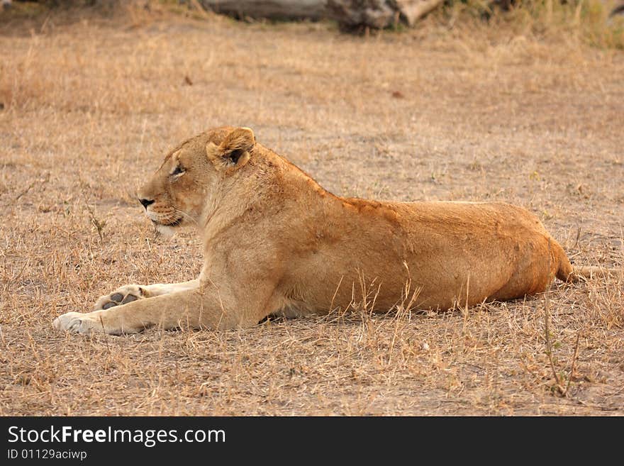 Lioness in Sabi Sands