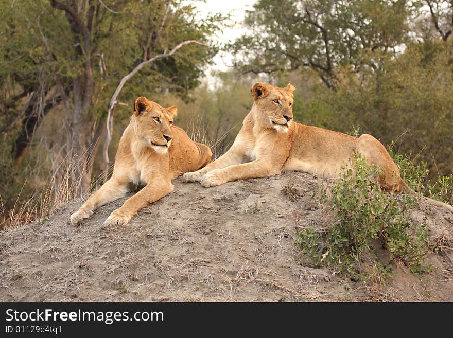 Lioness in Sabi Sands