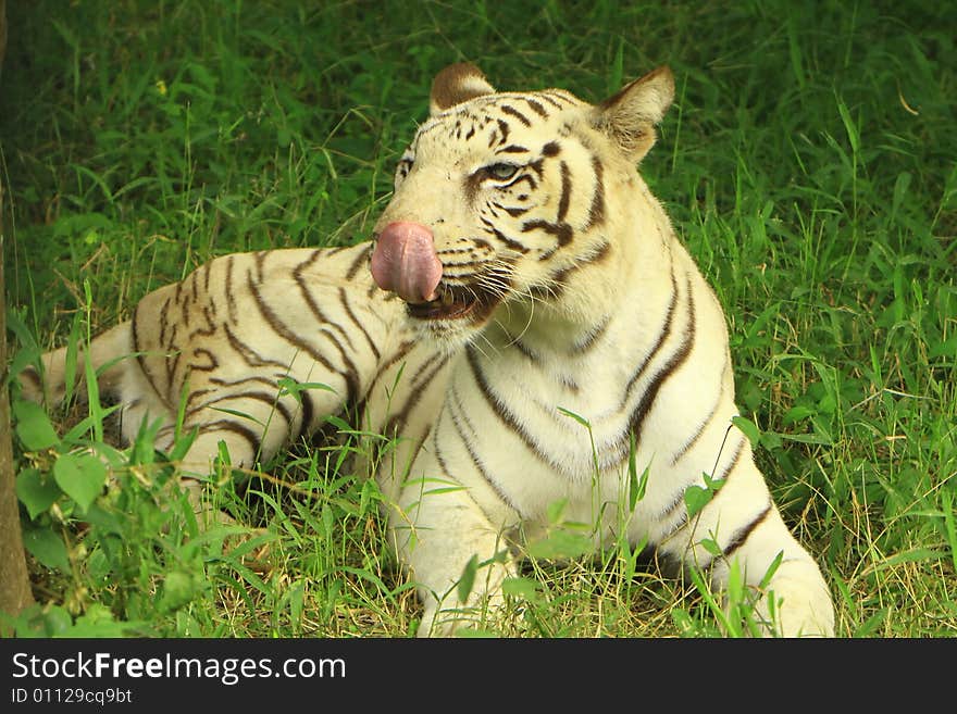 Siberian Tiger is in the meadow