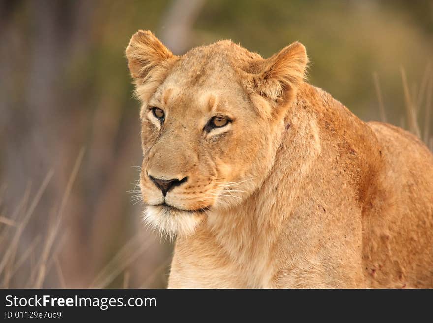 Lioness in Sabi Sands