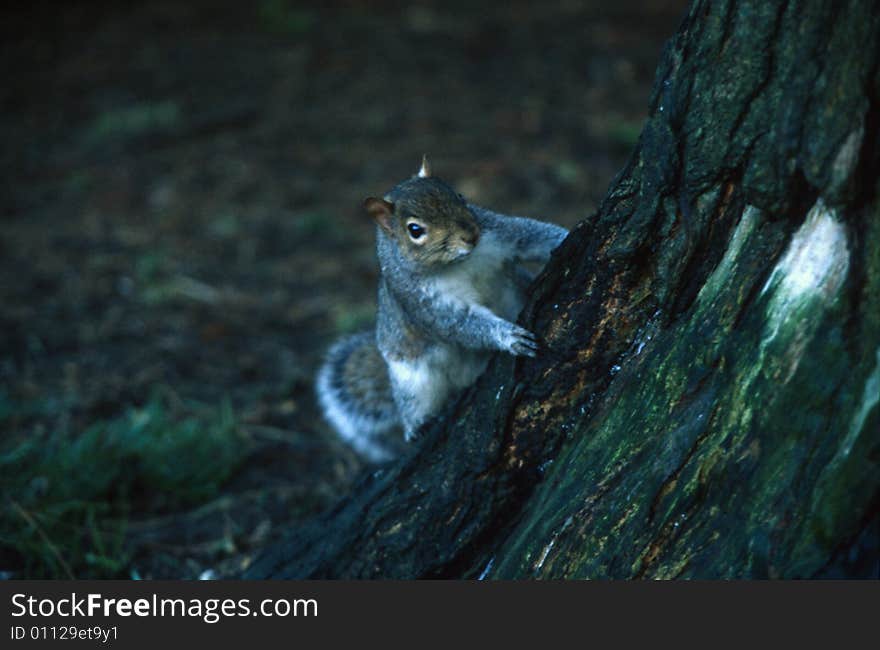 Squirrel Look At Me