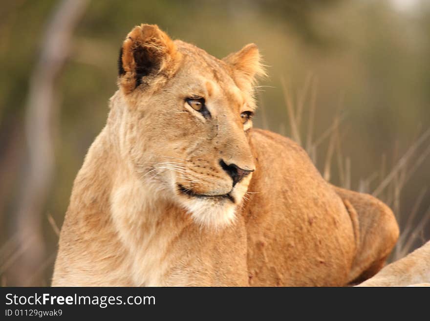 Lioness in Sabi Sands Reserve, South Africa