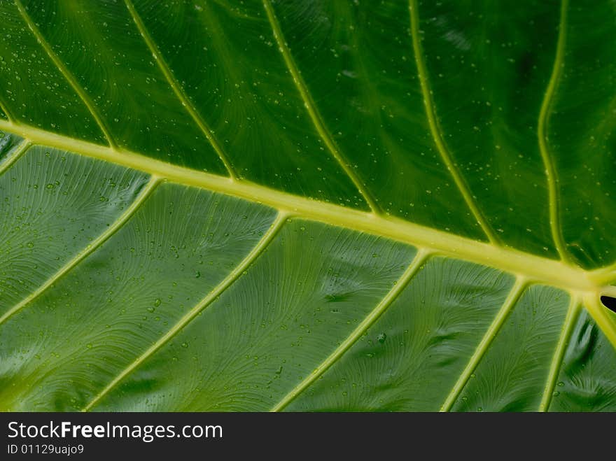 Water on a leaf