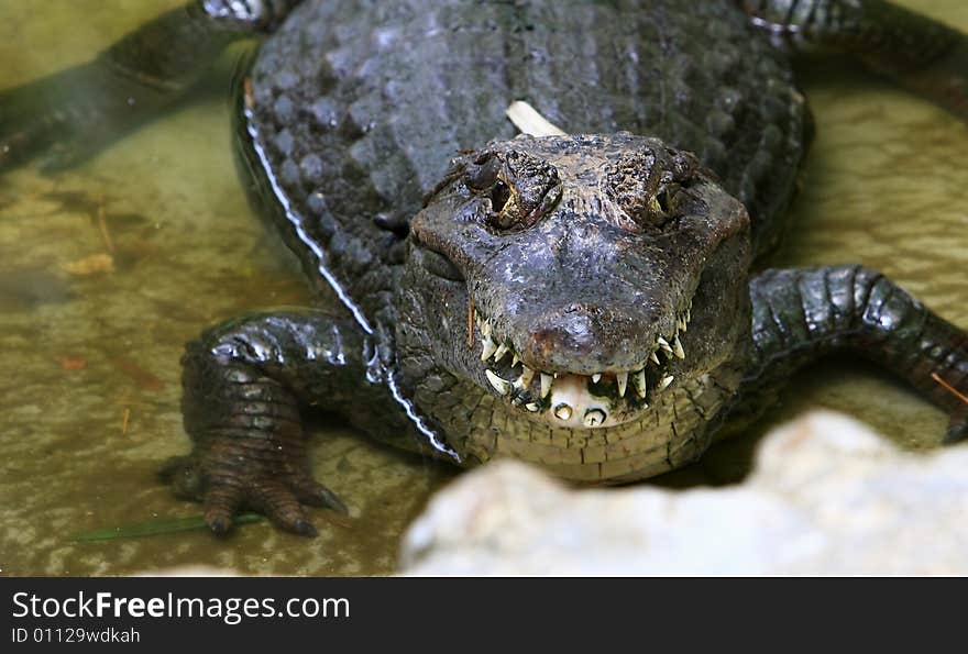 This crocodile was just is enjoying the early morning sun. The Slow and Silent movement is dangerously amazing