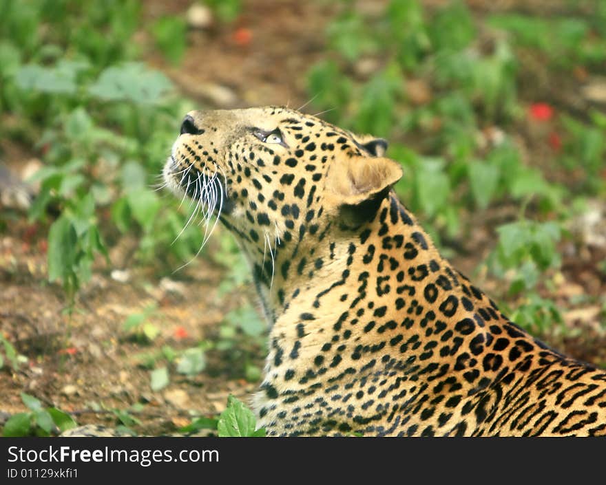 Leopard is looking, the charismatic face and ferocious eye