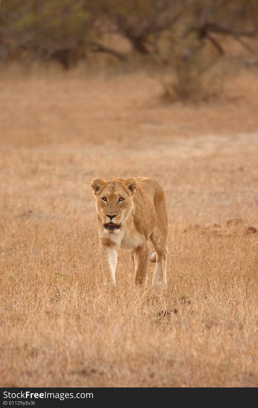 Lioness in Sabi Sands Reserve, South Africa