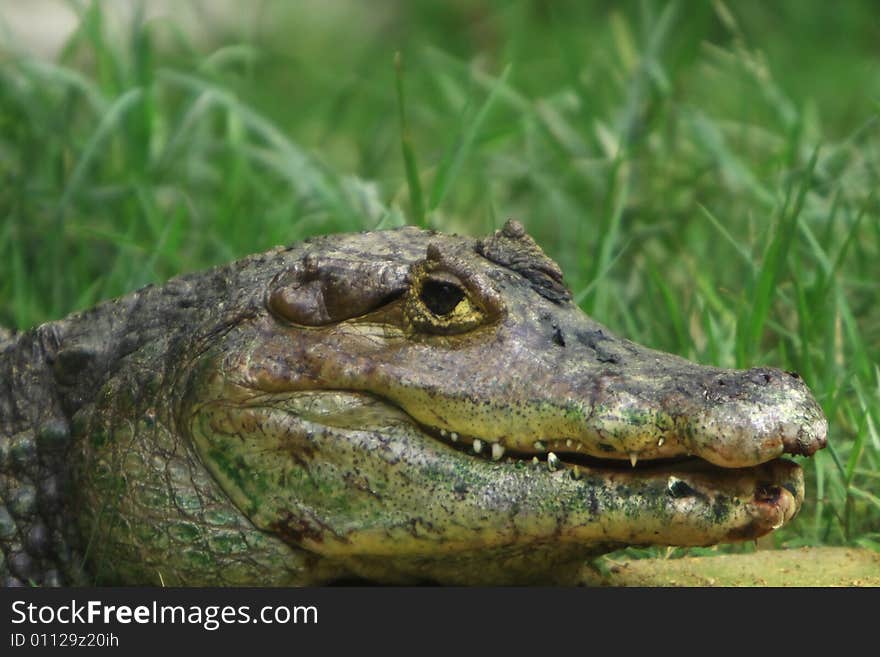 This crocodile was just is enjoying the early morning sun. The Slow and Silent movement is dangerously amazing