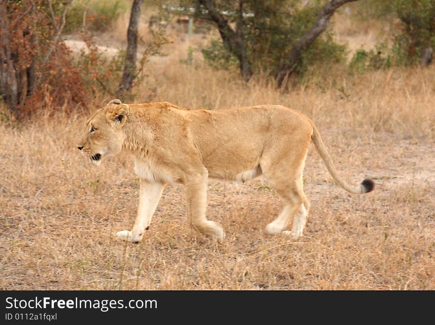 Lioness in Sabi Sands Reserve, South Africa