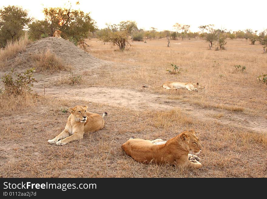 Lioness in Sabi Sands