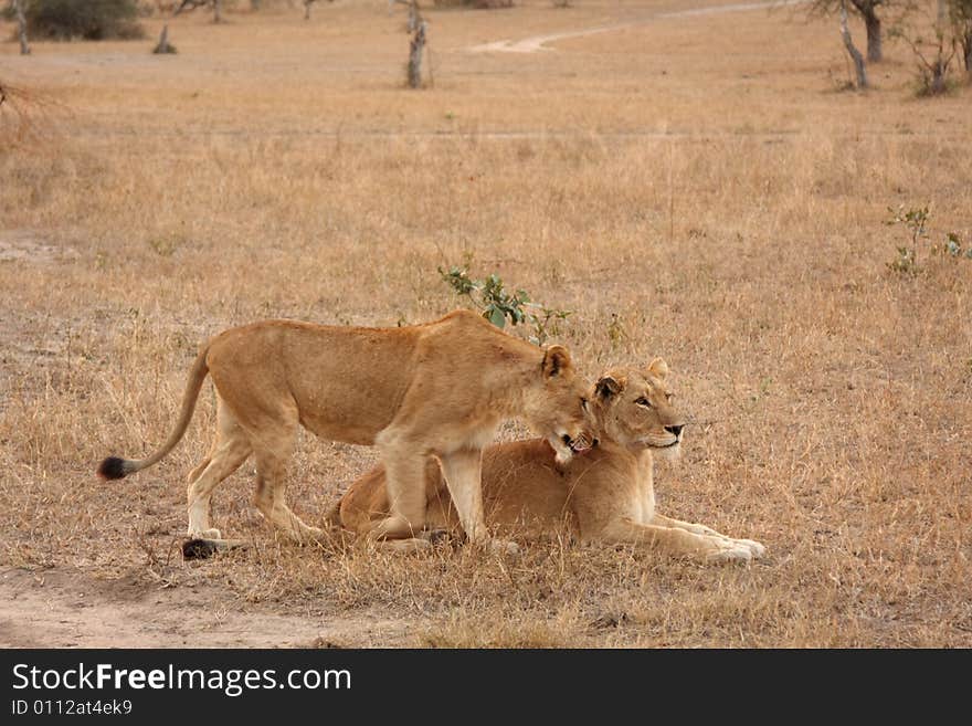 Lioness in Sabi Sands Reserve, South Africa