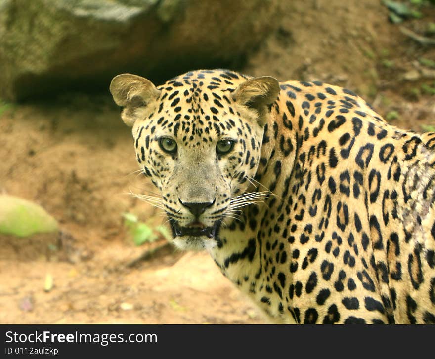 Leopard is looking, the charismatic face and ferocious eye