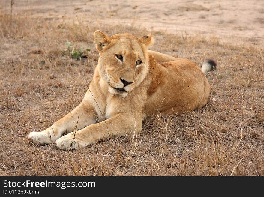 Lioness in Sabi Sands Reserve, South Africa