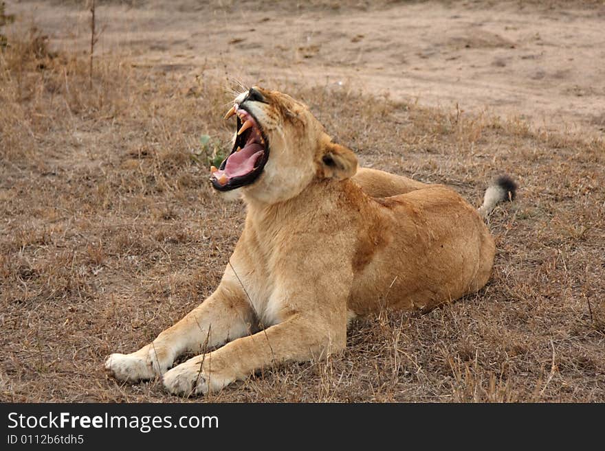 Lioness in Sabi Sands