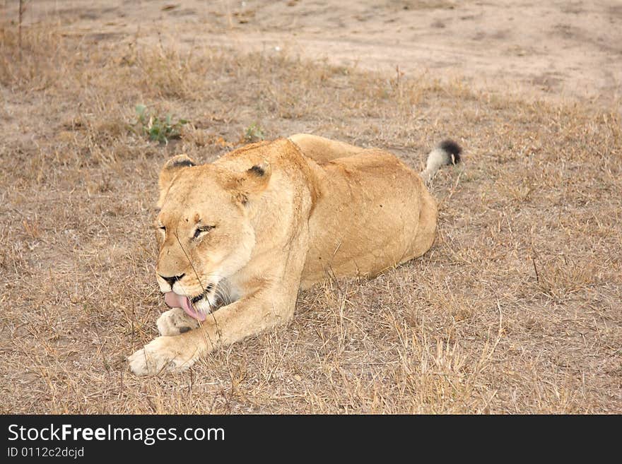 Lioness in Sabi Sands