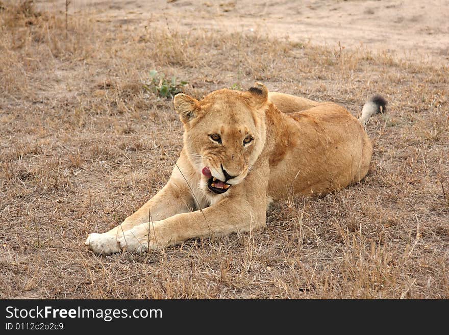 Lioness In Sabi Sands