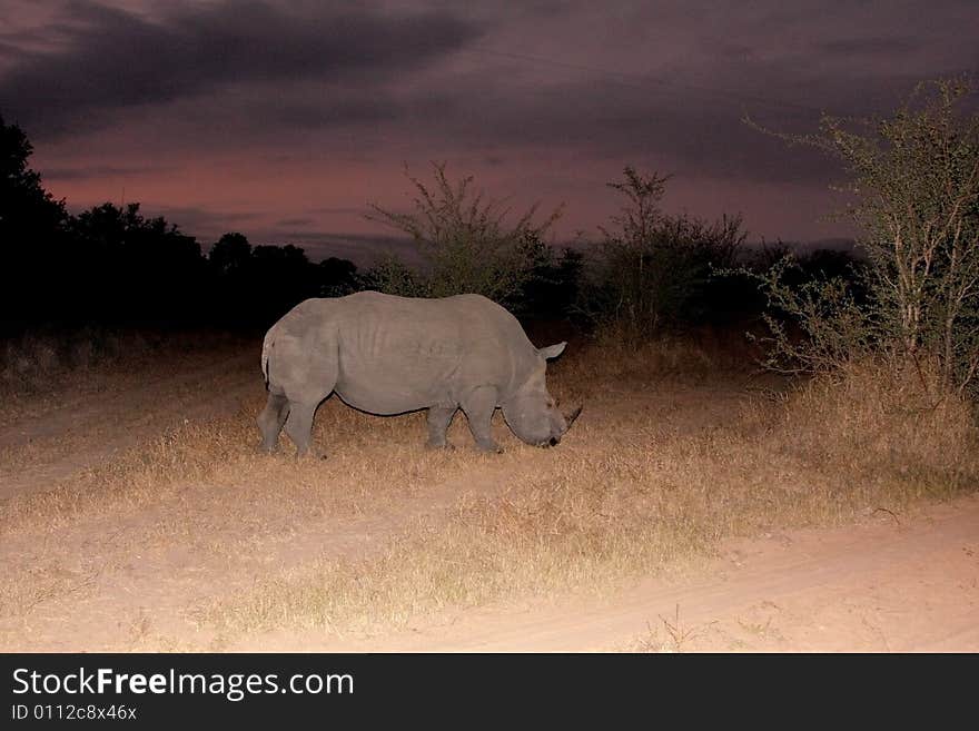 Black Rhino