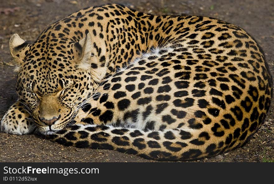 Leopard Napping