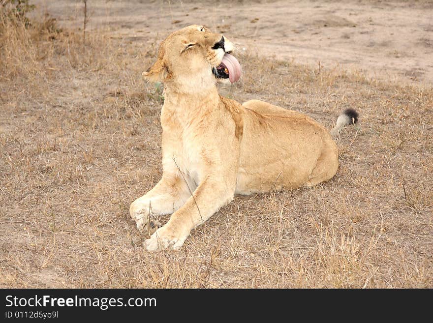 Lioness in Sabi Sands