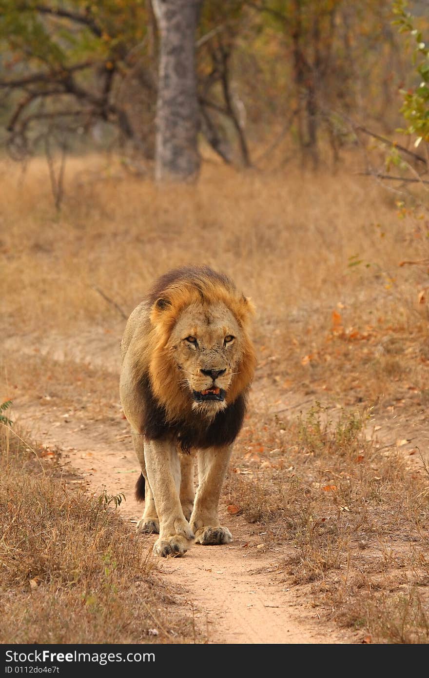 Lion in Sabi Sands