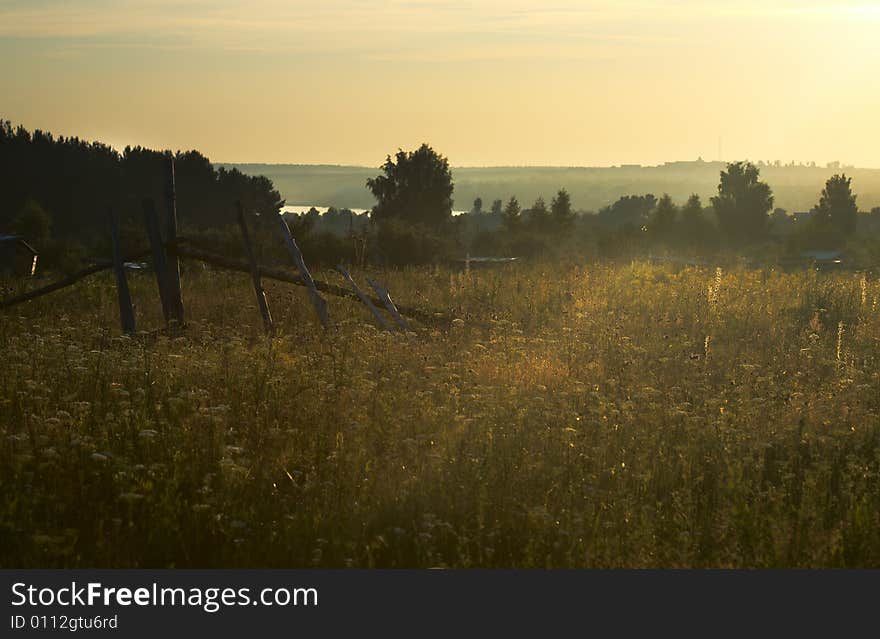 Morning meadow