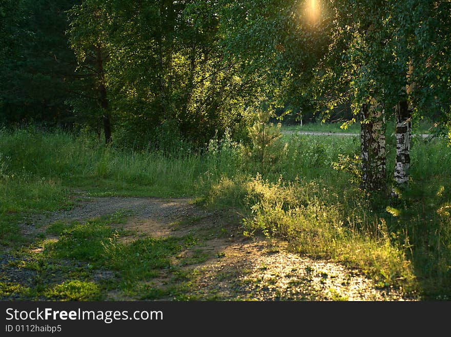 Early morning in summer forest. Early morning in summer forest