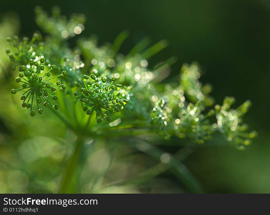 Green dill closeup