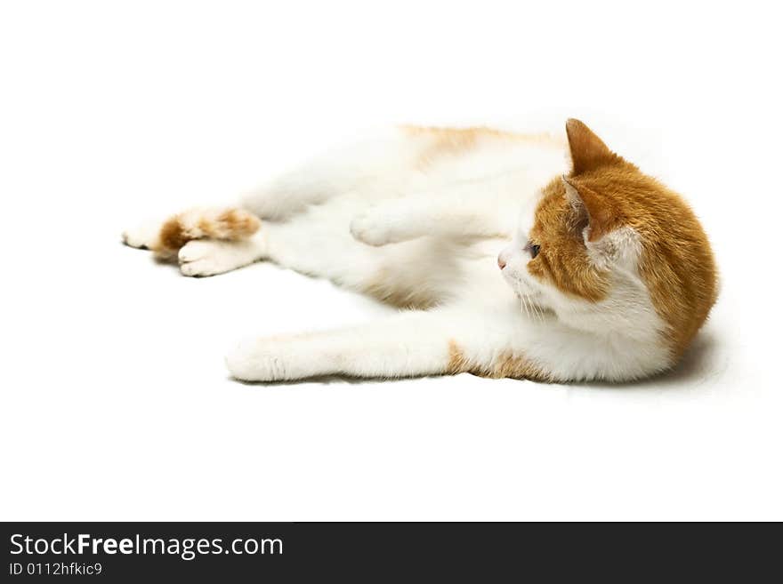 Red cat laying on a white background