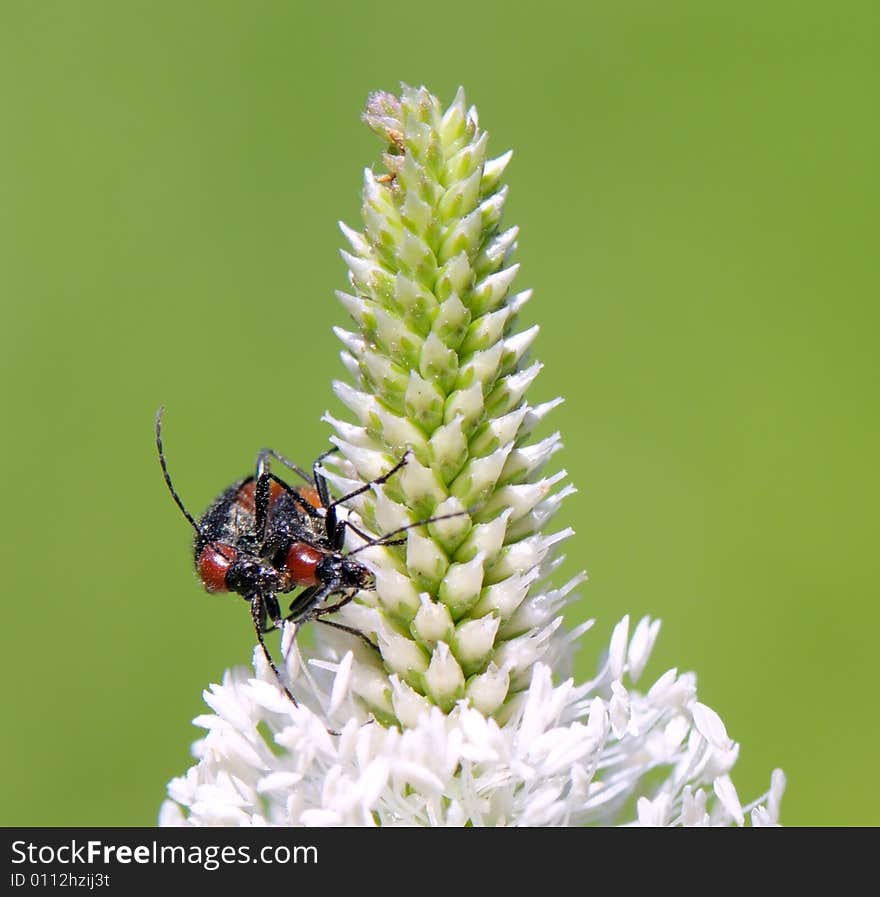 Two beetles making love on a flower. Two beetles making love on a flower