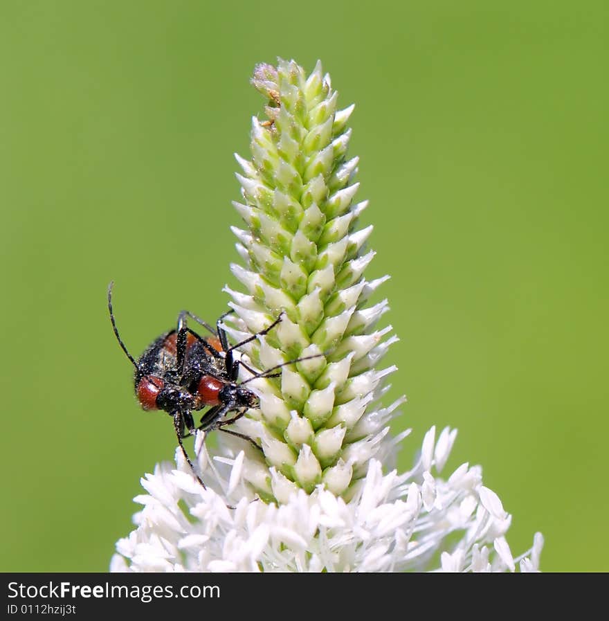 Two bugs mating