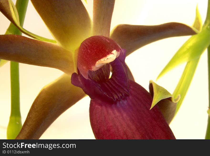 Cattleya orchid photographed in Barbados, October 2007. Cattleya orchid photographed in Barbados, October 2007