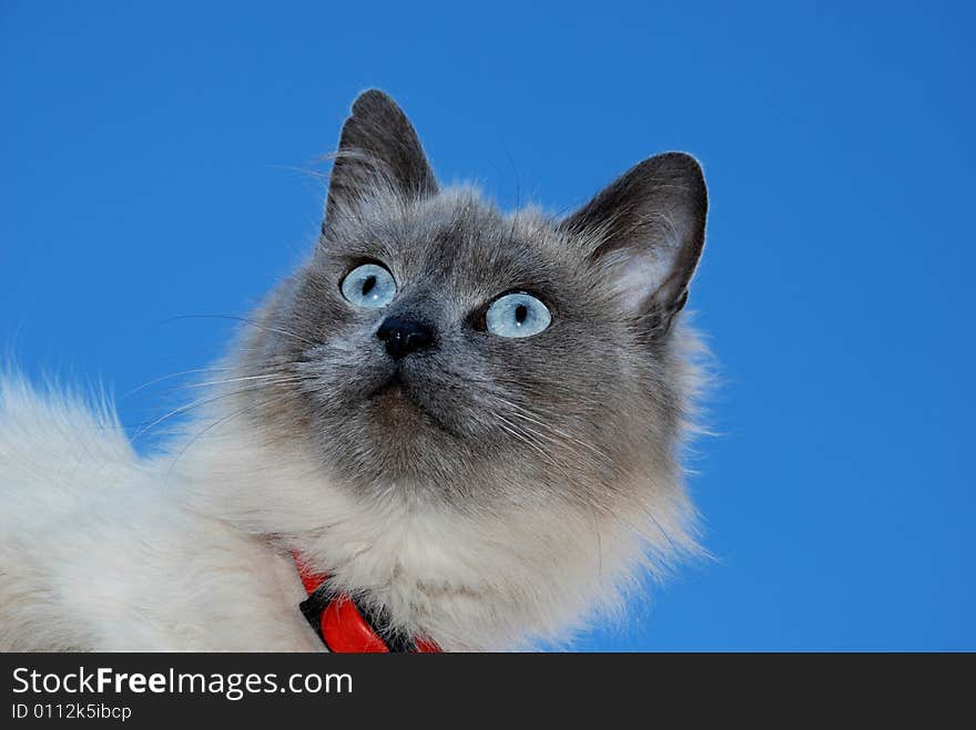 Grey cat with red collar