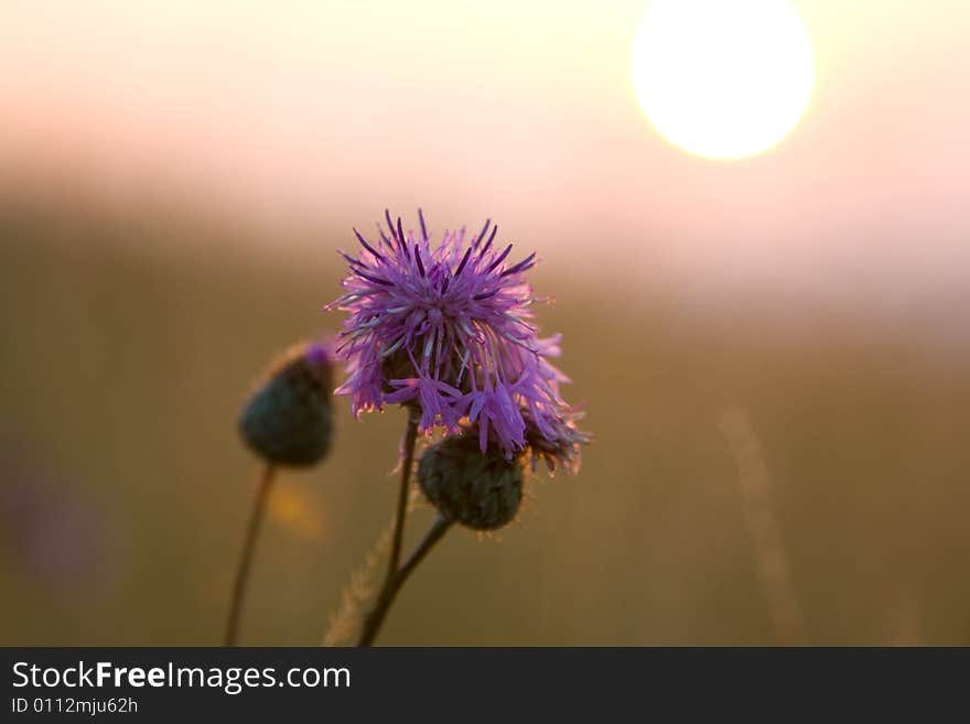 Violet Sunset