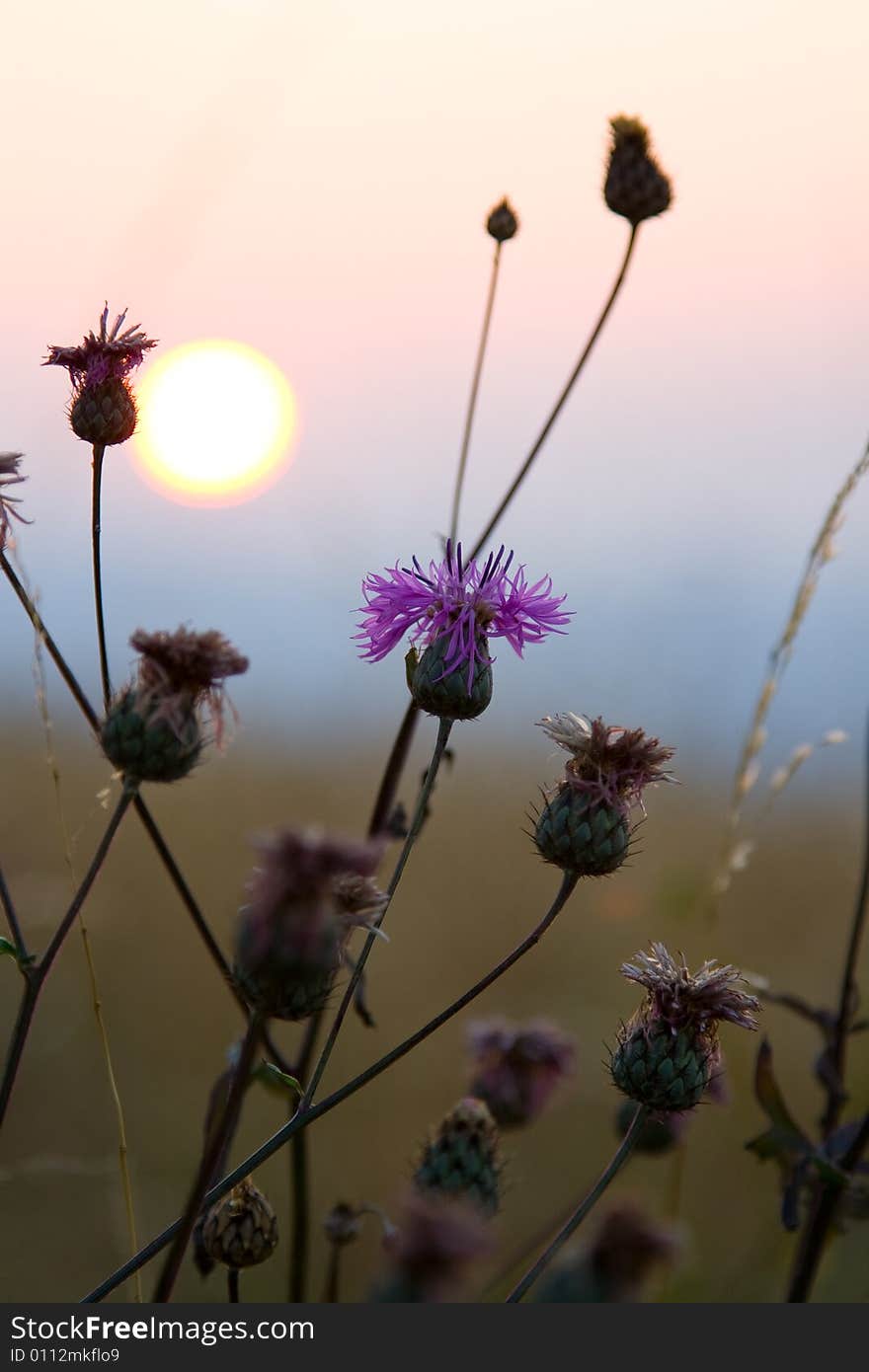 Sunset Detail