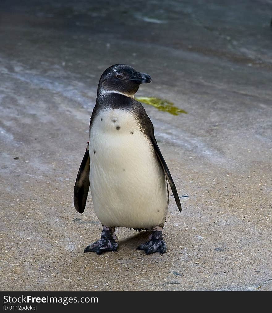 African Penguin