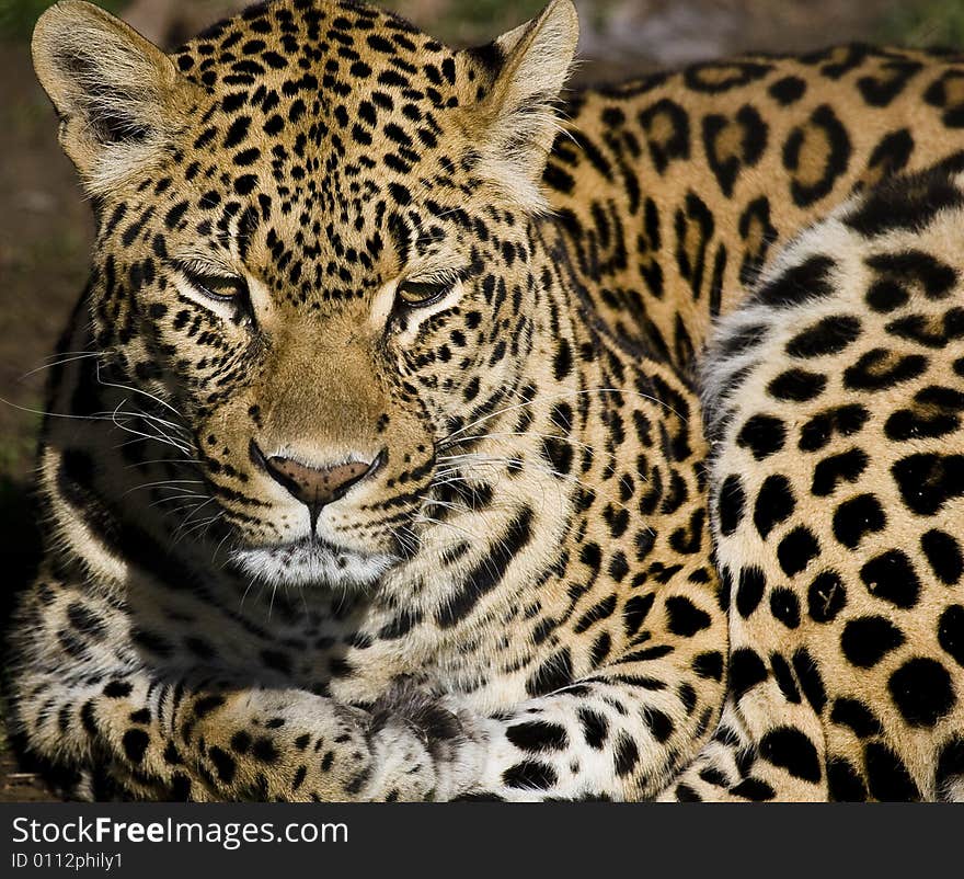 Leopard Watching