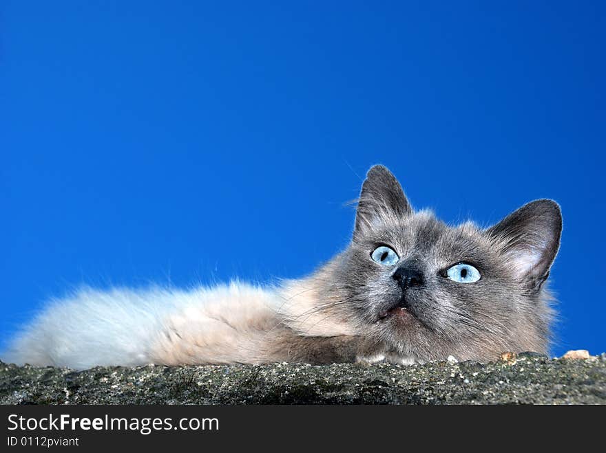 Grey cat with blue eyes