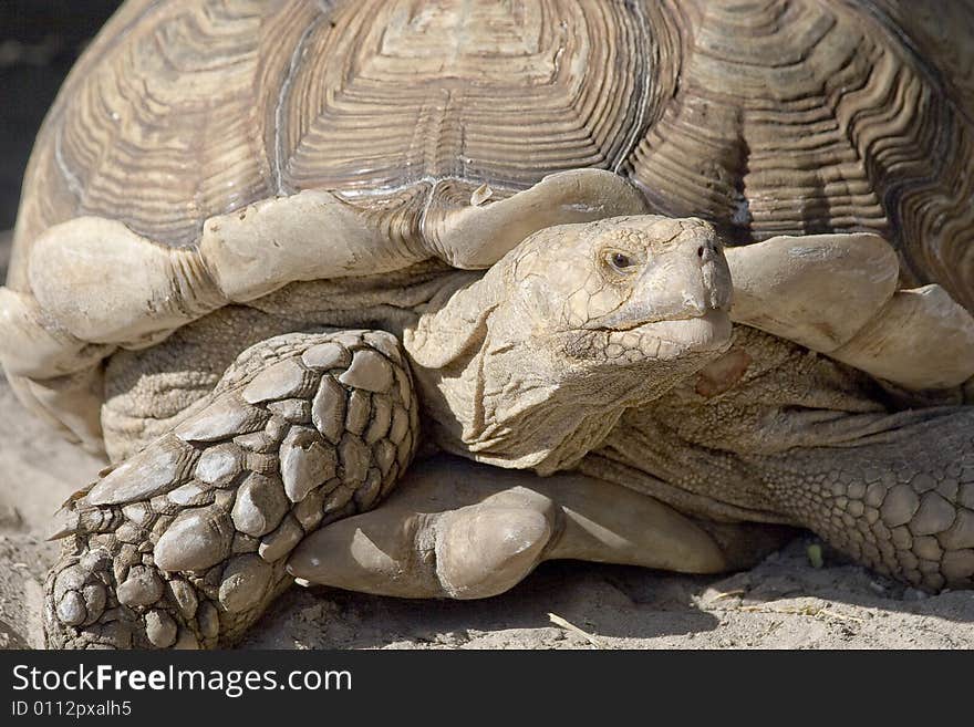 A giant tortoise looks for food. A giant tortoise looks for food