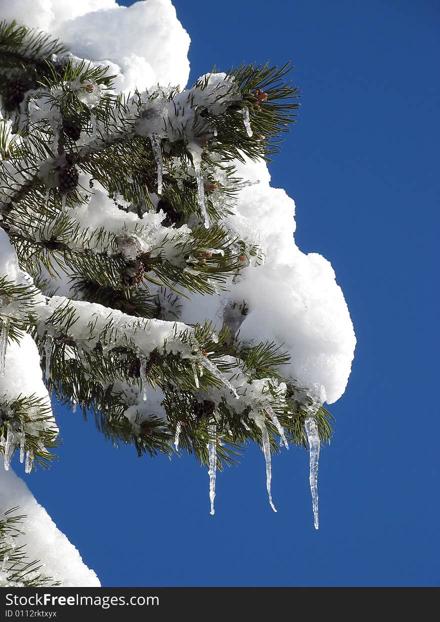 Frozen pine tree