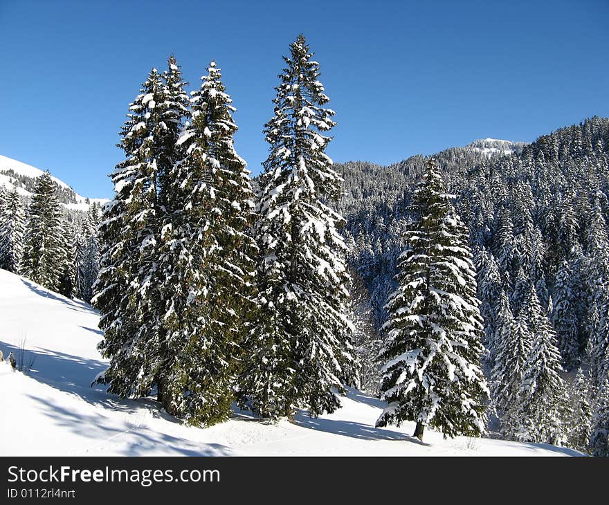 Trees covered with fresh snow. Trees covered with fresh snow