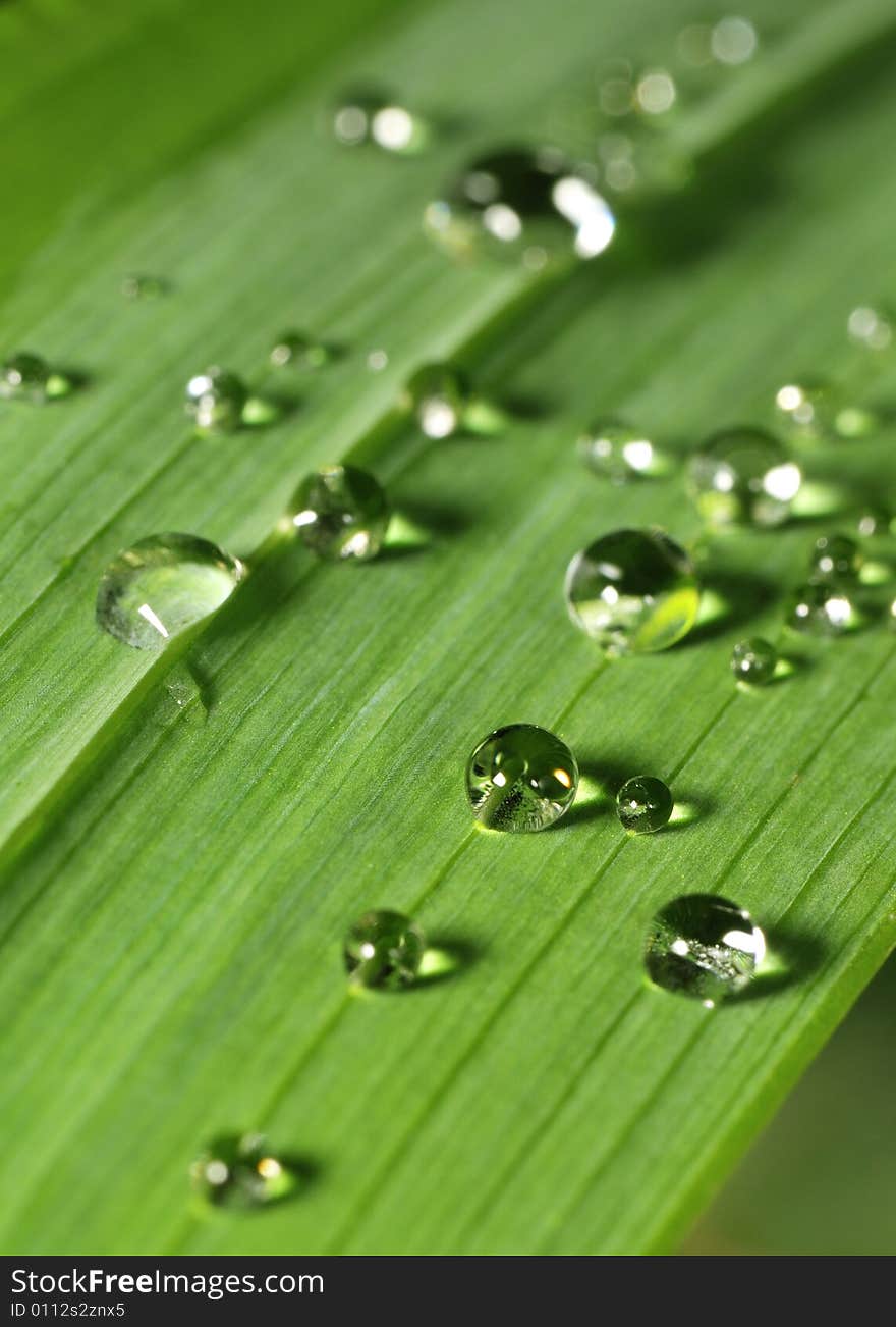 Reflective water droplets on a leaf