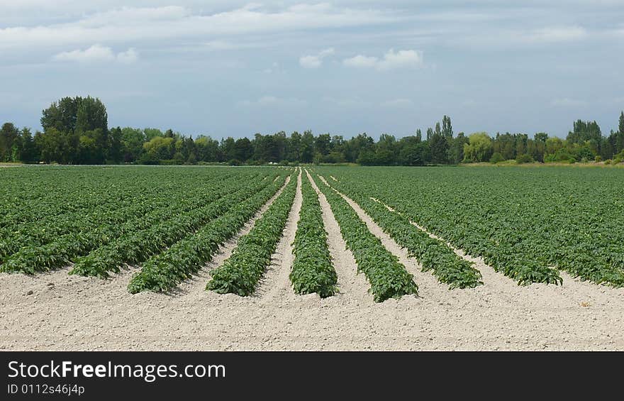 A field of potatoes grows on rich river delta soil. A field of potatoes grows on rich river delta soil.