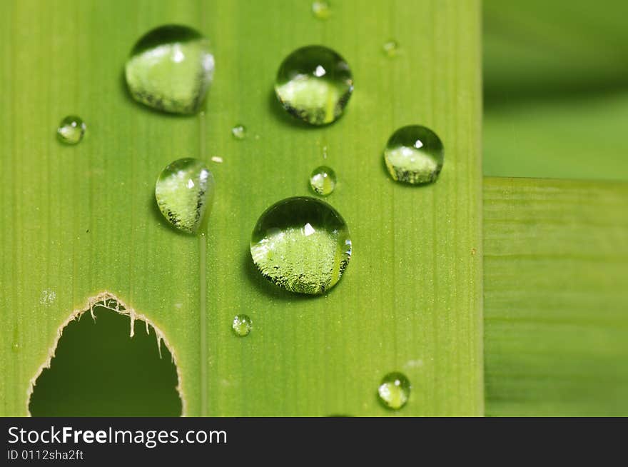 Water droplets on a leaf