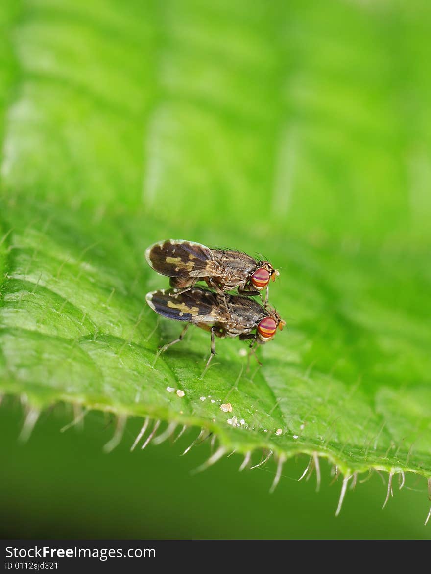 Mating insects - flies