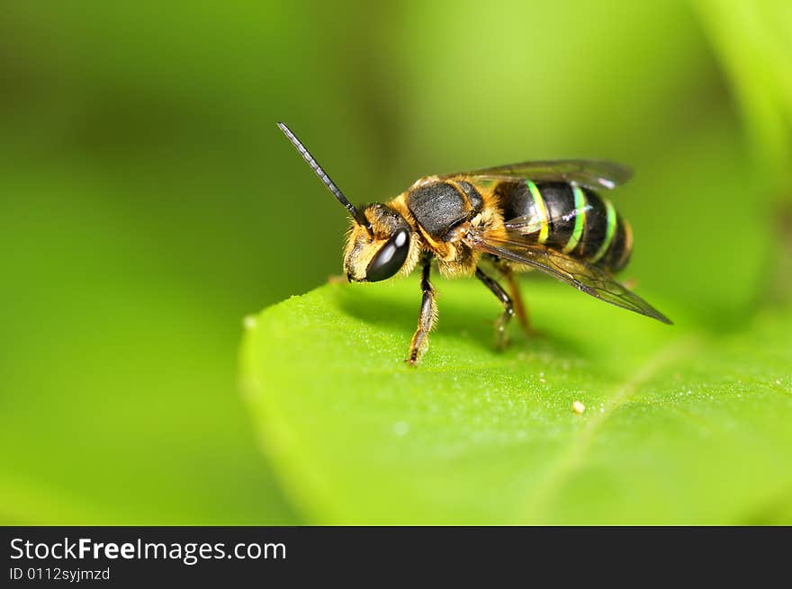 Bee On Flower