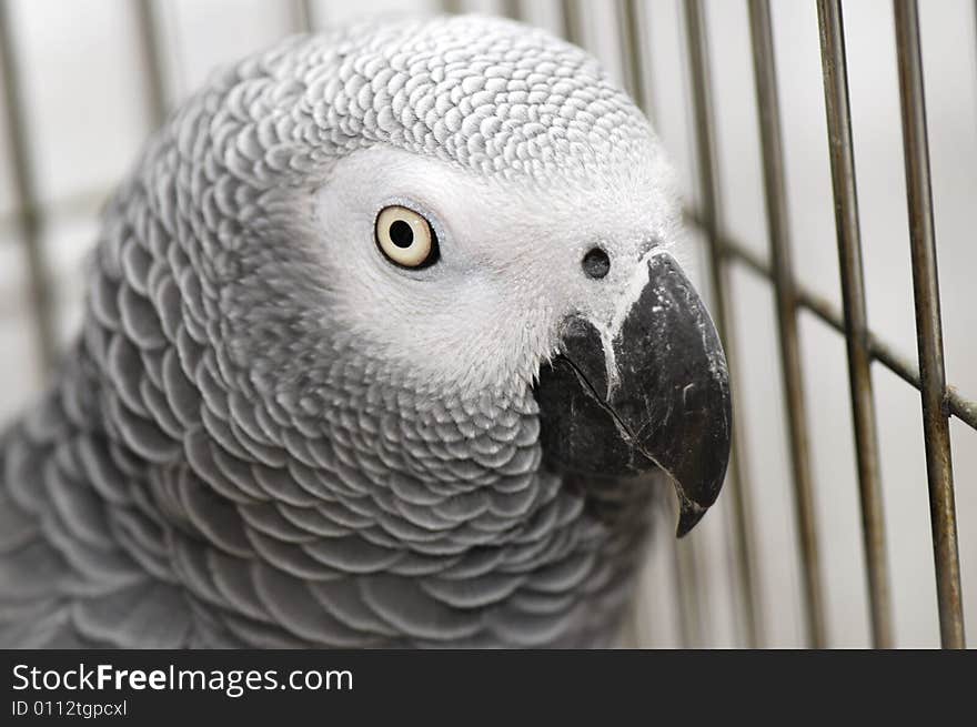 Cute Grey Parrot