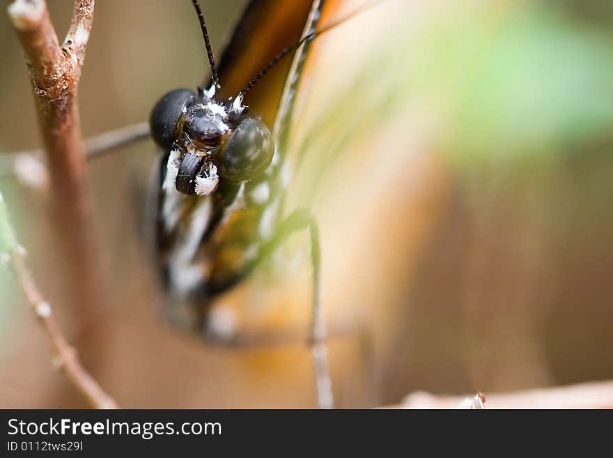 Using a macro lens to take a close up picture is more hard than my imagination. Using a macro lens to take a close up picture is more hard than my imagination.